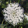 Ammi "White Dill", 200 Seeds