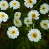 Feverfew Matricaria "Tetra White", 50 Seeds