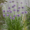Allium "Quattro" F1, 5 Seeds