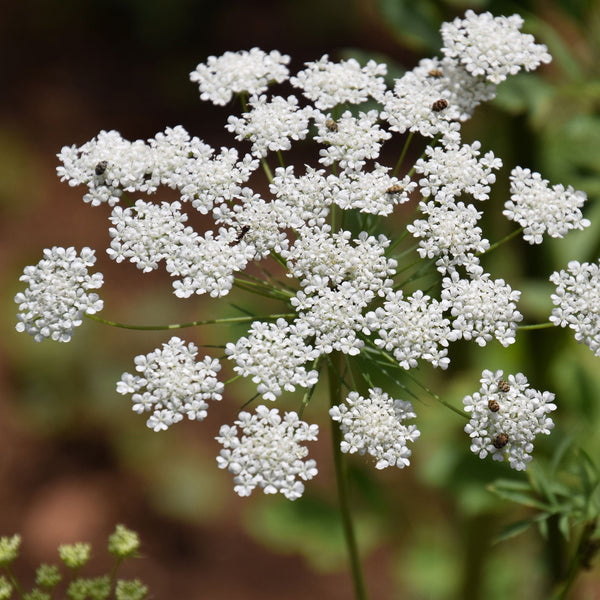 Ammi "White Dill", 200 Seeds