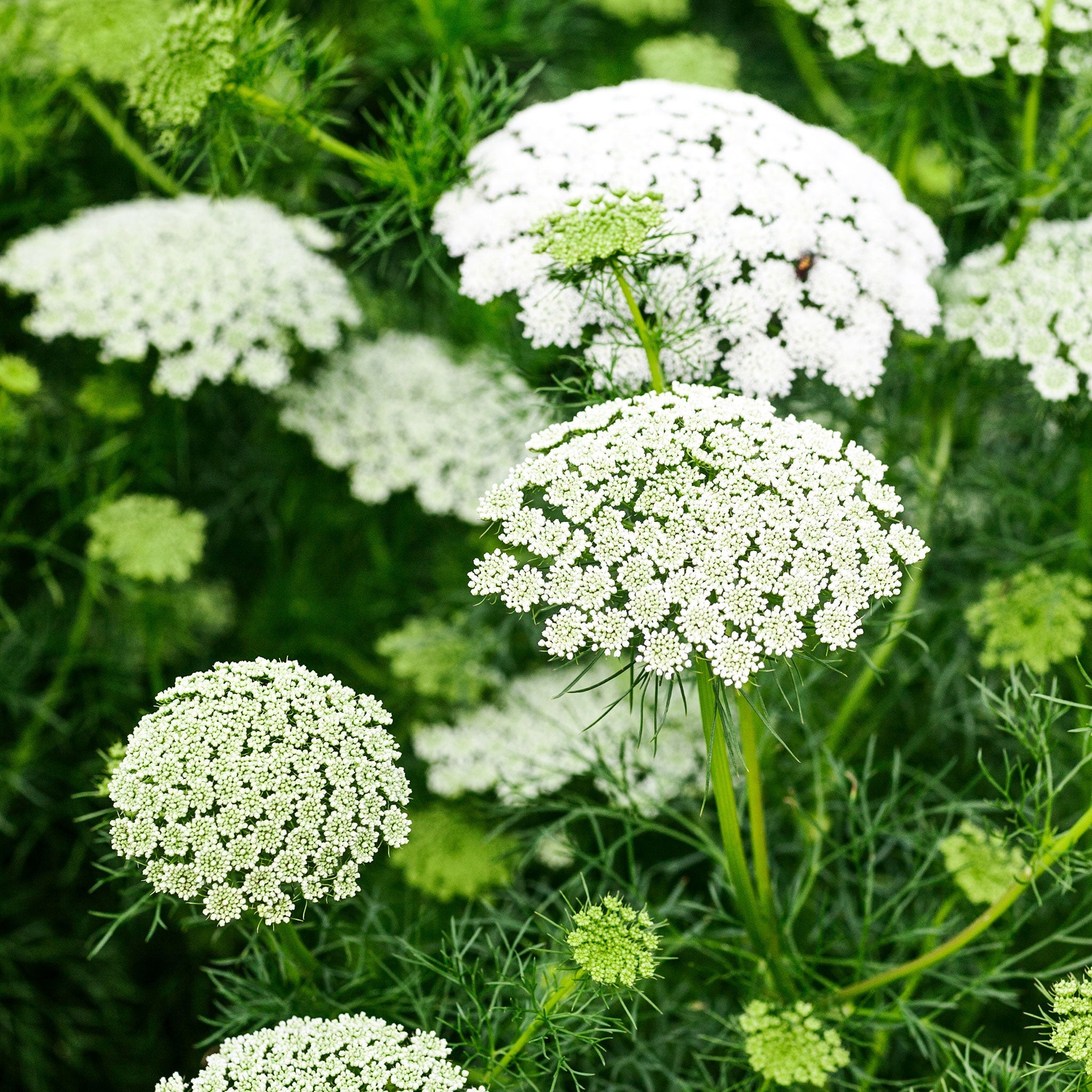 Ammi