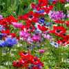 Anemone "Mona Lisa" Mix, 5 Seeds