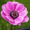 Anemone "Mona Lisa" Mix, 5 Seeds