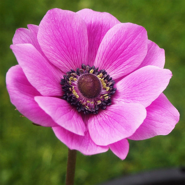Anemone "Mona Lisa" Mix, 5 Seeds