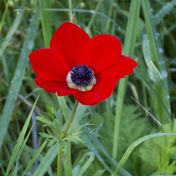 Anemone "Mona Lisa" Mix, 5 Seeds