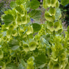Bells of Ireland, 100 Seeds