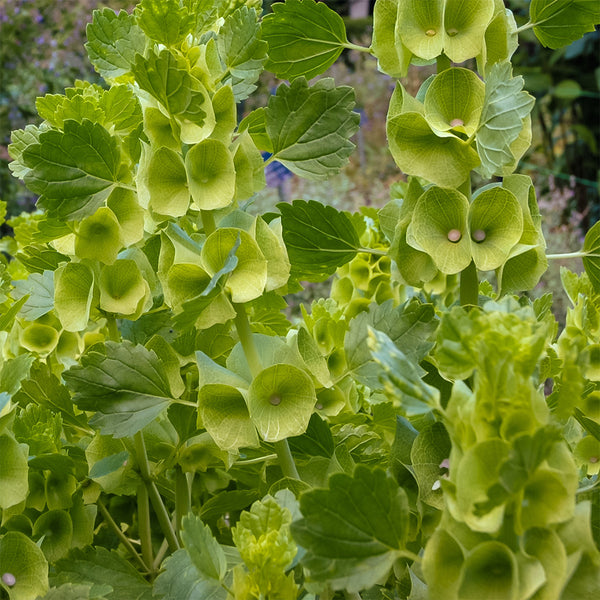 Bells of Ireland, 100 Seeds