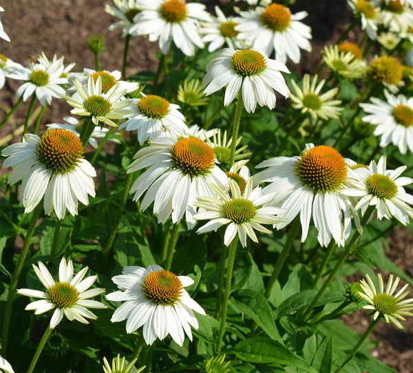 Echinacea "Pow Wow White", 5 Seeds