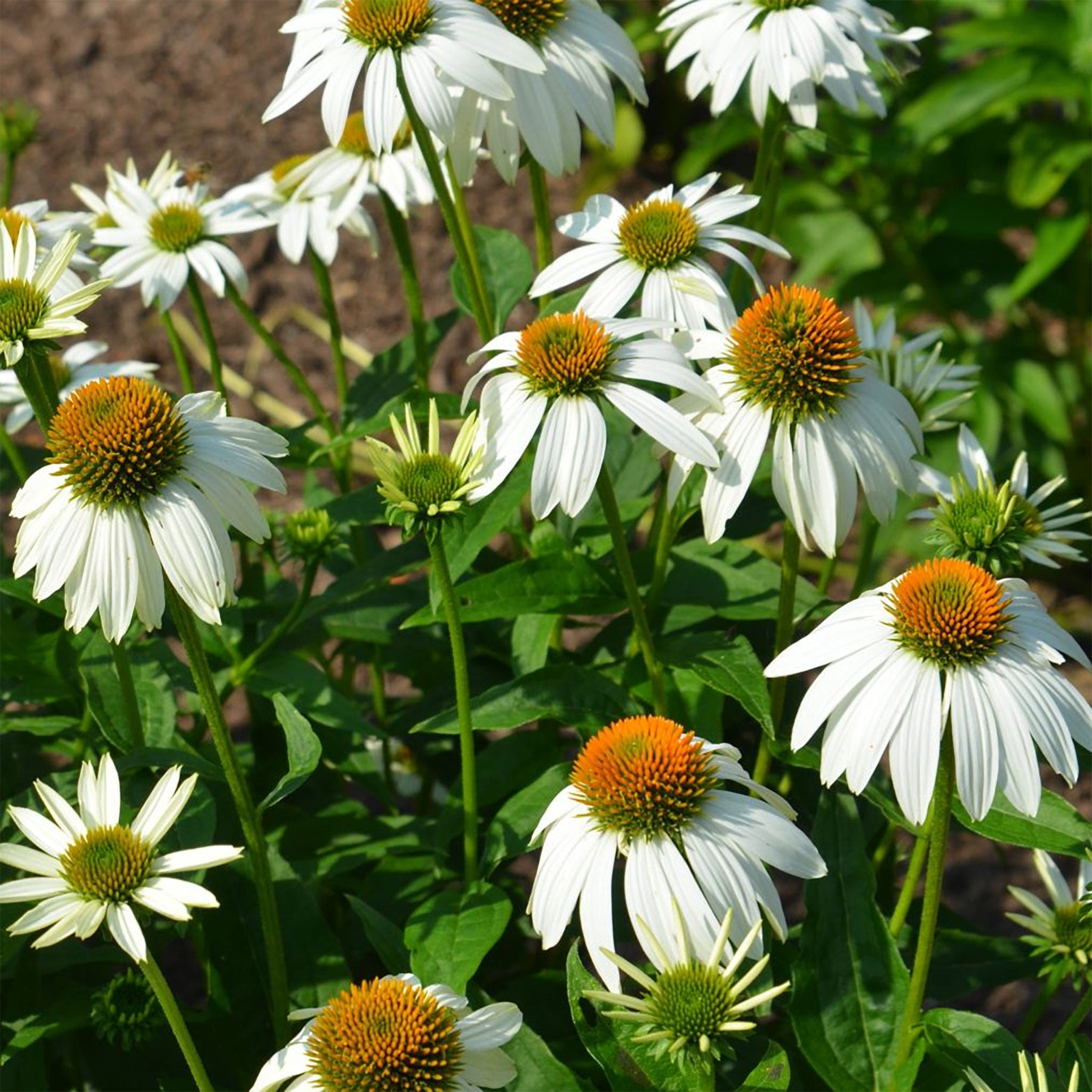 Echinacea