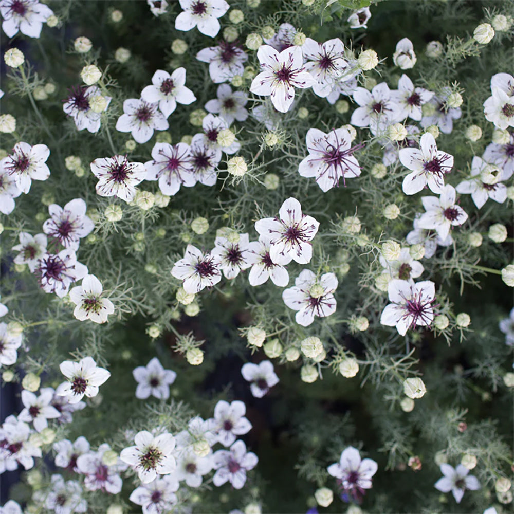 Love in a Mist