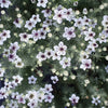 Love in a Mist "African Bride", 250 Seeds