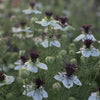 Love in a Mist "African Bride", 250 Seeds