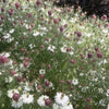 Love in a Mist "Black Marbles", 100 Seeds