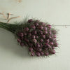 Love in a Mist "Black Marbles", 100 Seeds