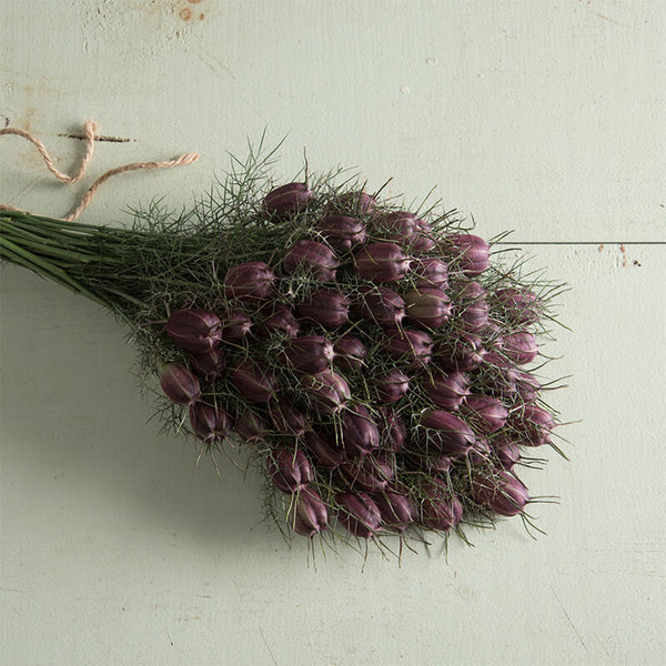 Love in a Mist "Black Marbles", 100 Seeds