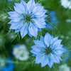 Love in a Mist "Miss Jekyll Indigo", 100 Seeds