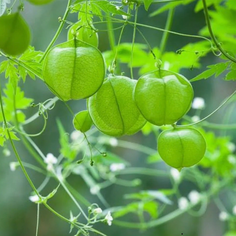 Love-in-a-Puff, 10 Seeds