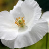 Poppy "Bridal Silk", 75 Seeds