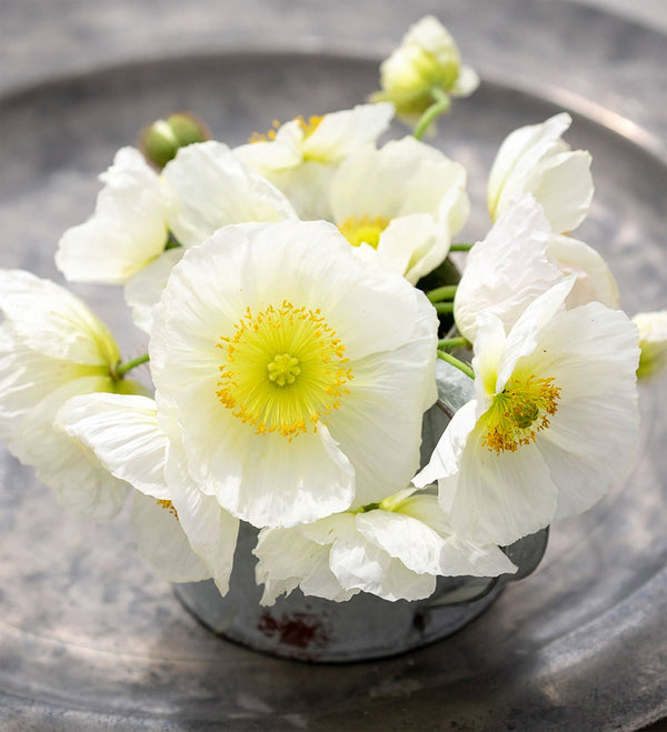 Poppy "Champagne Bubbles White", 25 Seeds