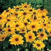 Rudbeckia "Indian Summer", 10 Seeds