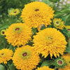 Rudbeckia "Maya", 10 Seeds