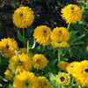 Rudbeckia "Maya", 10 Seeds