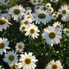 Shasta Daisy "Brightside", 50 Seeds