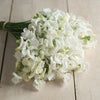 Sweet Pea "Spencer" Royal Wedding, 5 Seeds