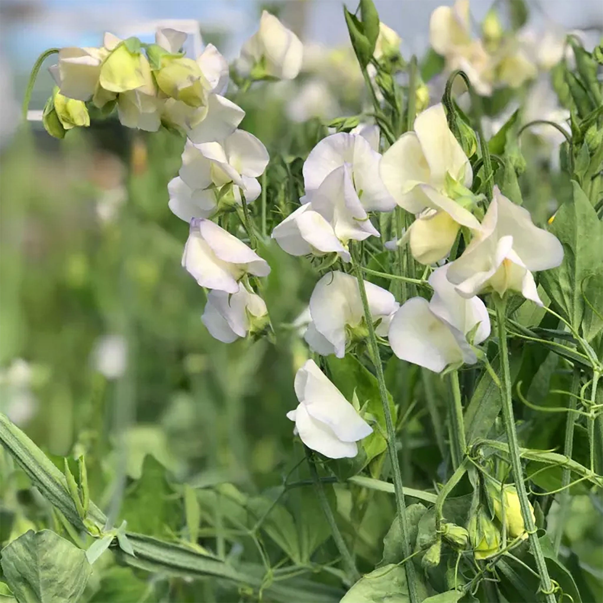 Sweet Pea