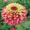 Zinnia "Queen Red Lime", 5 Seeds