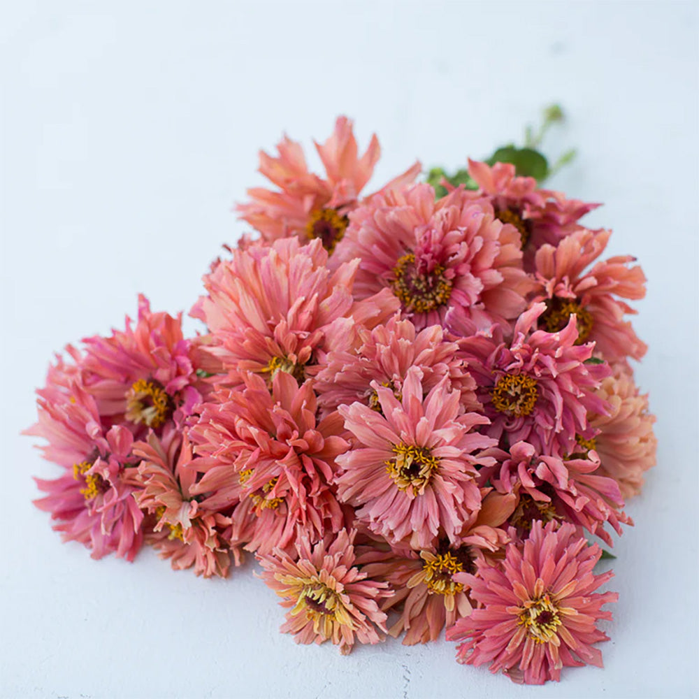 Zinnia