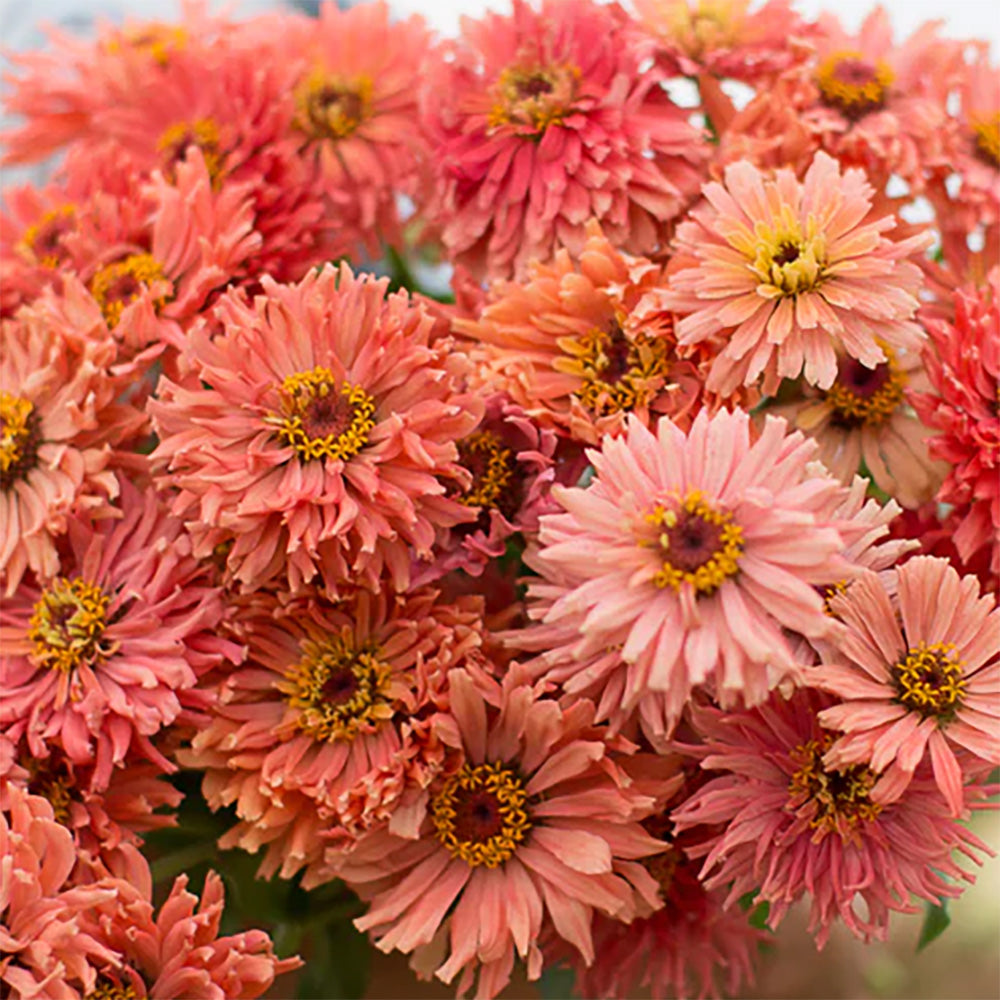 Zinnia