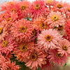 Zinnia "Senora", 25 Seeds