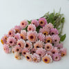 Zinnia "Zinderella Lilac", 5 Seeds