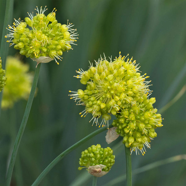 Allium "Obliquum", 10 Seeds