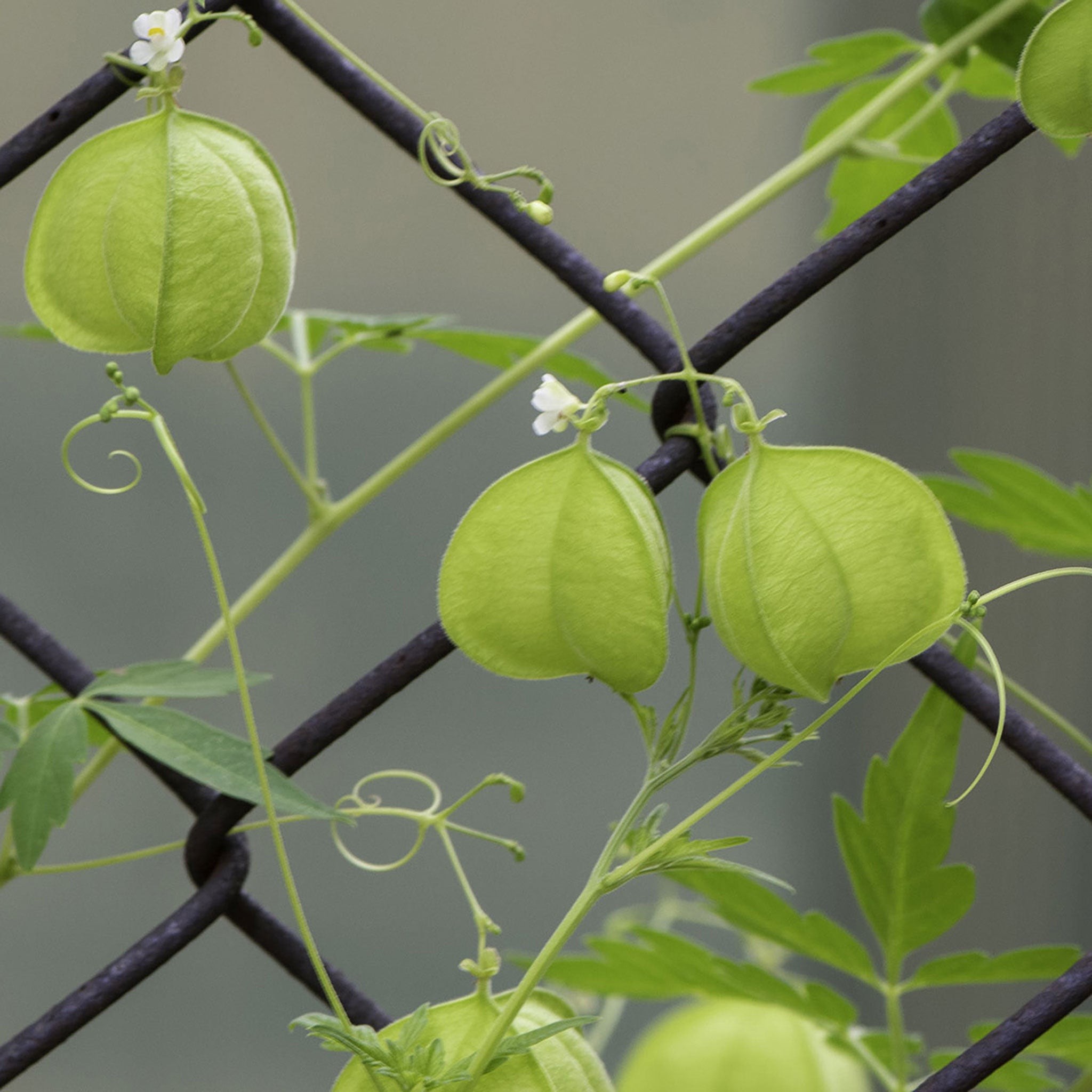 Love-in-a-Puff, 10 Seeds