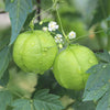 Love-in-a-Puff, 10 Seeds