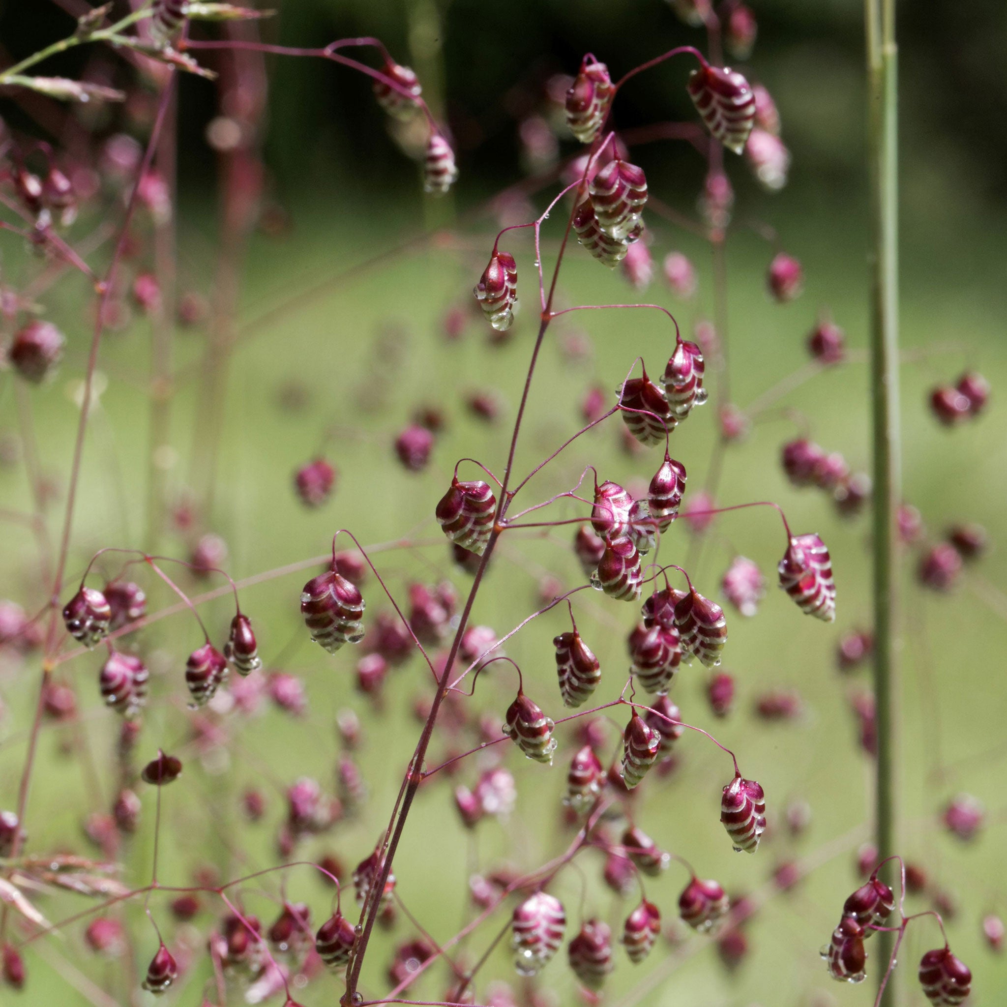 Quaking Grass, 100 Seeds