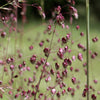 Quaking Grass, 100 Seeds