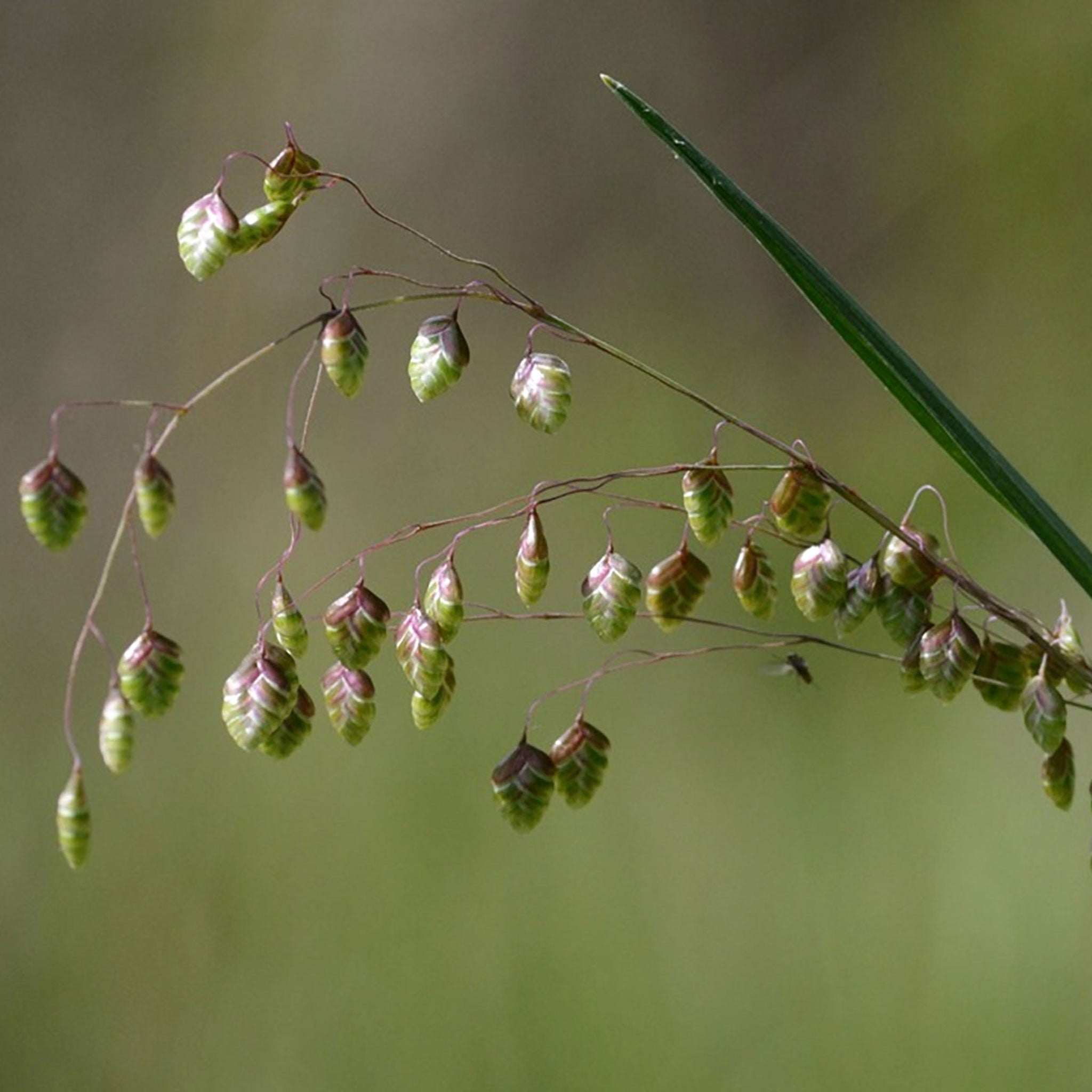 Quaking Grass, 100 Seeds