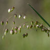 Quaking Grass, 100 Seeds