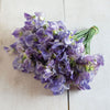 Sweet Pea "Spencer" Blue Ripple, 10 Seeds