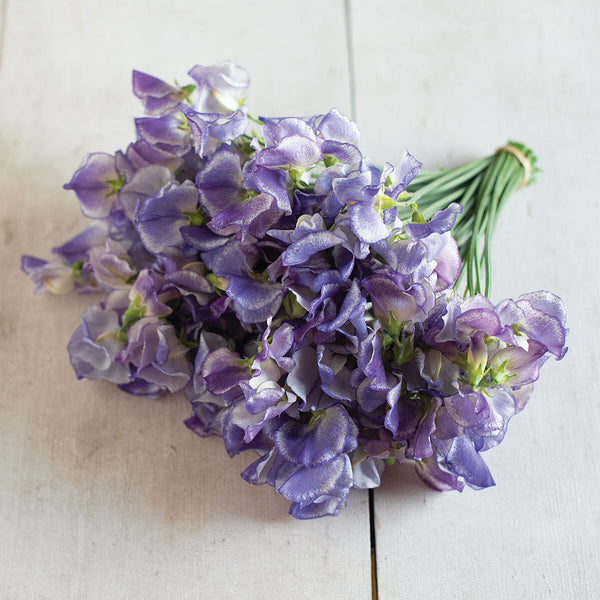 Sweet Pea "Spencer" Blue Ripple, 10 Seeds