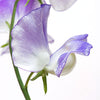 Sweet Pea "Spencer" Blue Ripple, 10 Seeds