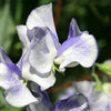 Sweet Pea "Spencer" Blue Ripple, 10 Seeds