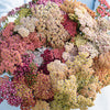 Yarrow "Summer Pastels" Mix, 25 Seeds