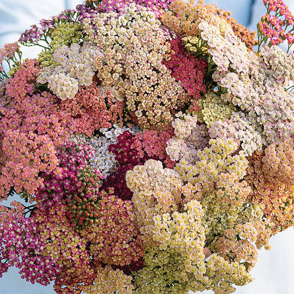 Yarrow "Summer Pastels" Mix, 25 Seeds