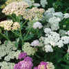 Yarrow "Summer Pastels" Mix, 25 Seeds