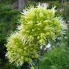 Allium "Obliquum", 250 Seeds