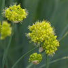 Allium "Obliquum", 250 Seeds